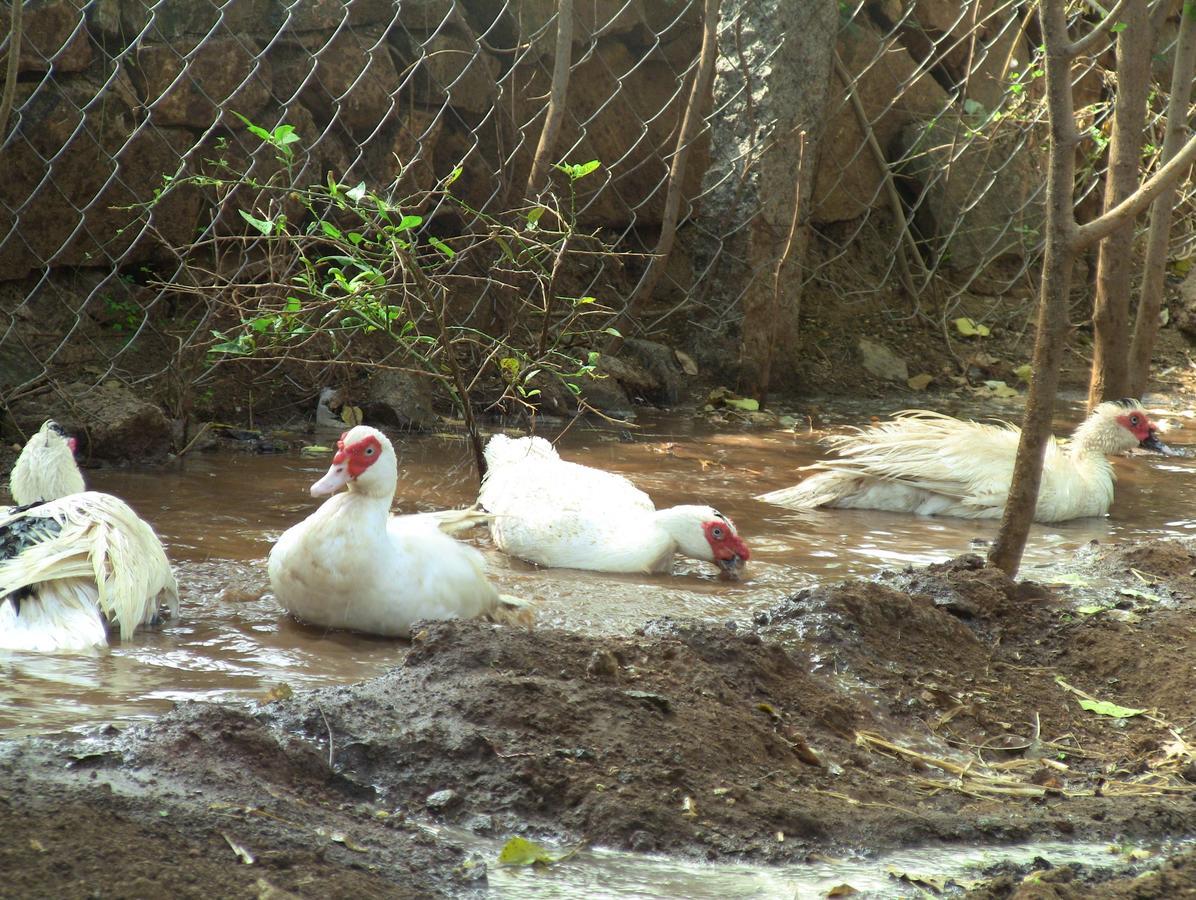 Holiyday In Vgf Farm House Dānishpet المظهر الخارجي الصورة